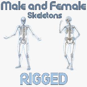 Male  and Female Bodies with Skeletons Rigged Collection 3D
